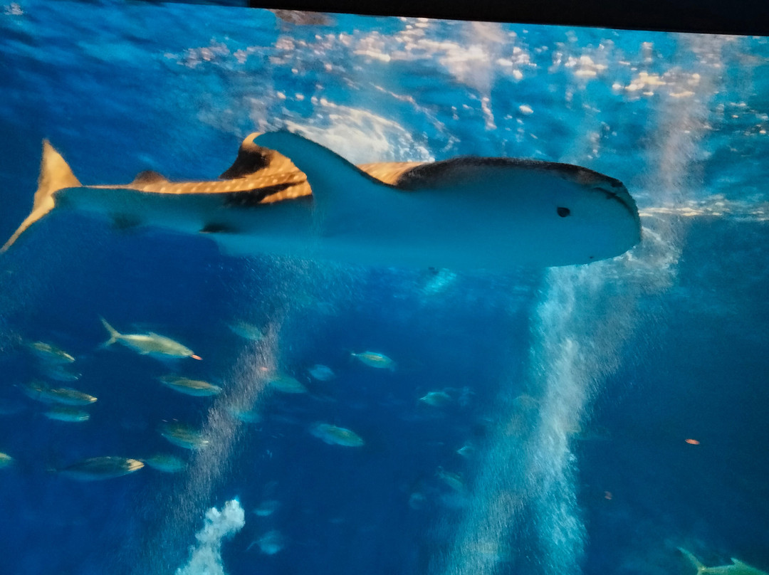 鹿儿岛水族馆-鹿儿岛市必去景点
