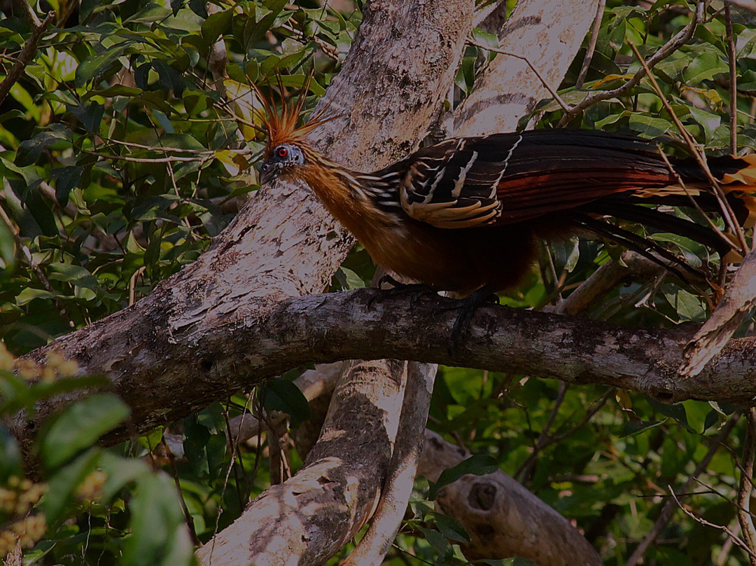 Wild Llanos Tours and Safaris-Yopal必去景点