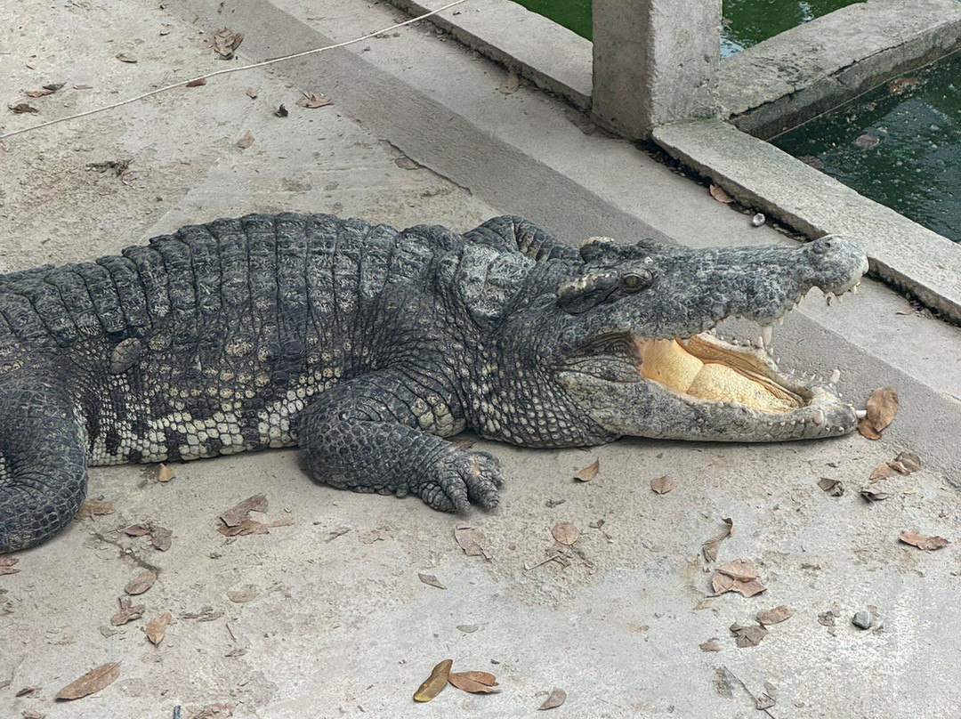 Battambang Crocodile Farm-马德望必去景点