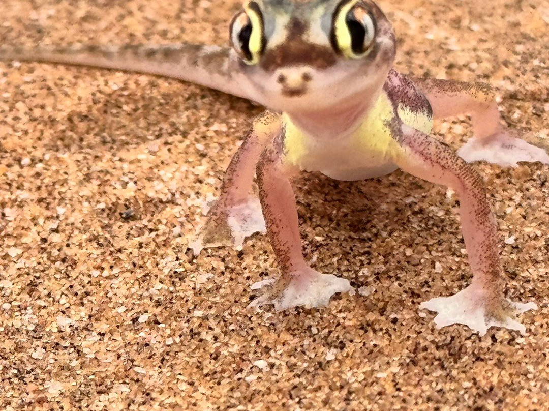 Living Desert Adventures Discover the Little 5-斯瓦科普蒙德必去景点