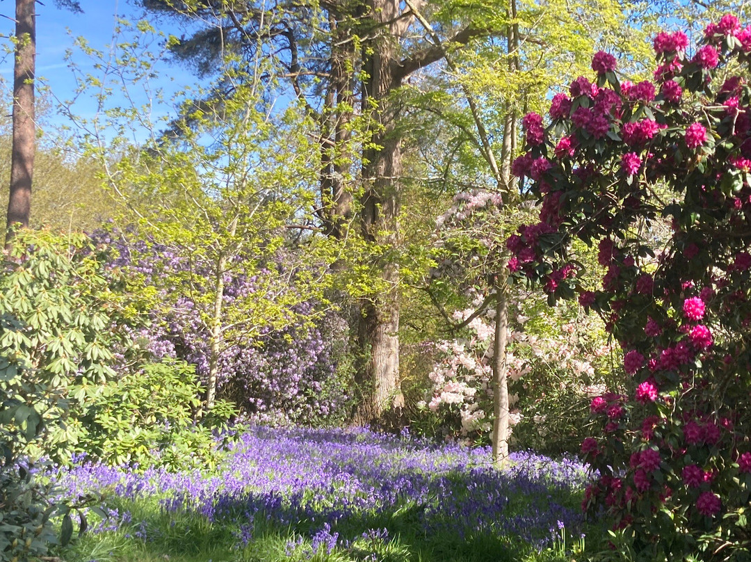 Bowood Woodland Garden-Calne必去景点