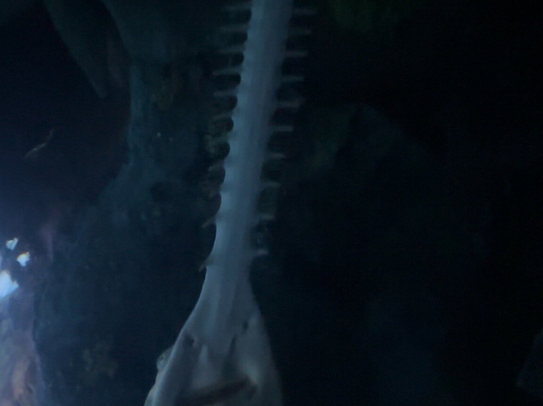 里普利水族管-美特尔海滩必去景点