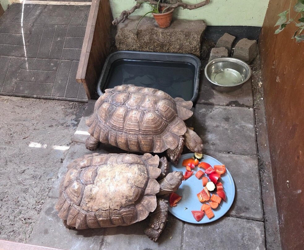 kinderboerderij Dondertman-Holten必去景点