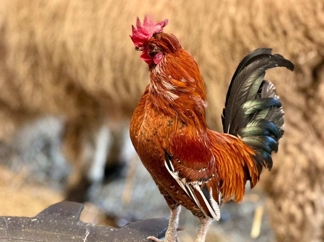 Chobham Adventure Farm-Chobham必去景点