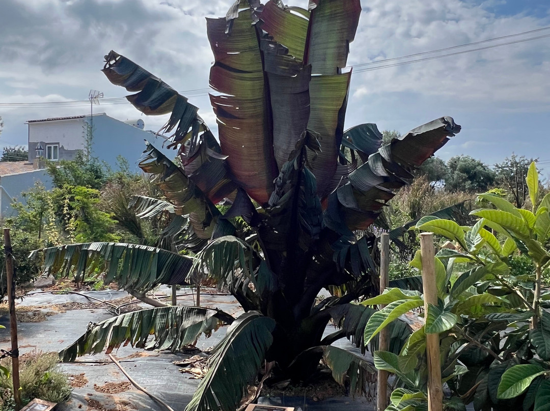 Orchard Of Flavours Botanical Garden-Luz de Tavira必去景点