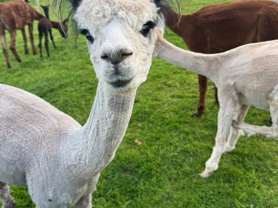 Cute Farm Experience-切普斯托必去景点