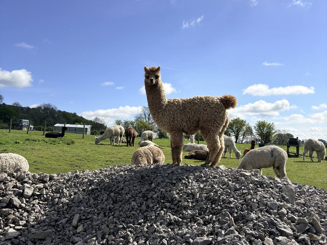 Teesdale Alpacas (Open by Appointment Only)-Barnard Castle必去景点