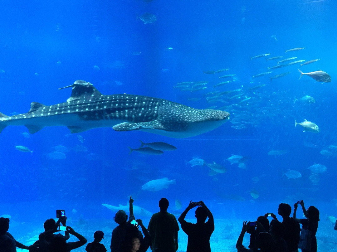冲绳美之海水族馆-本部町必去景点