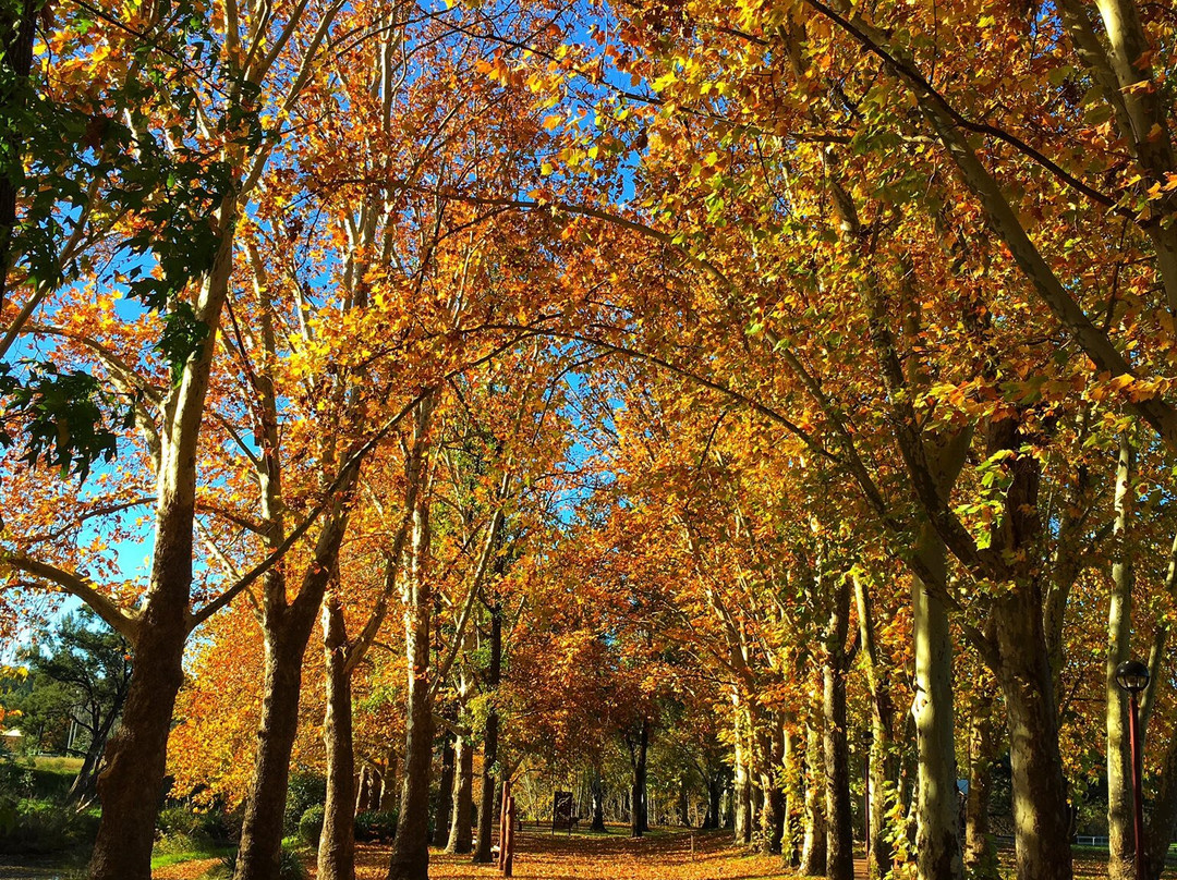 Neilson Park-Coonabarabran必去景点