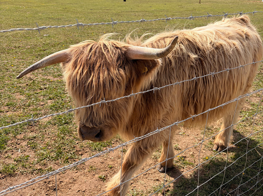 Highland Cow Cottage-Royston必去景点