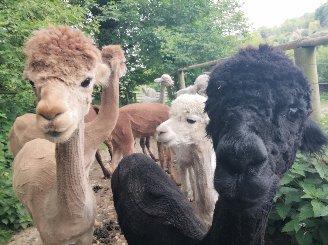 Cotswold Alpacas-切尔滕纳姆必去景点