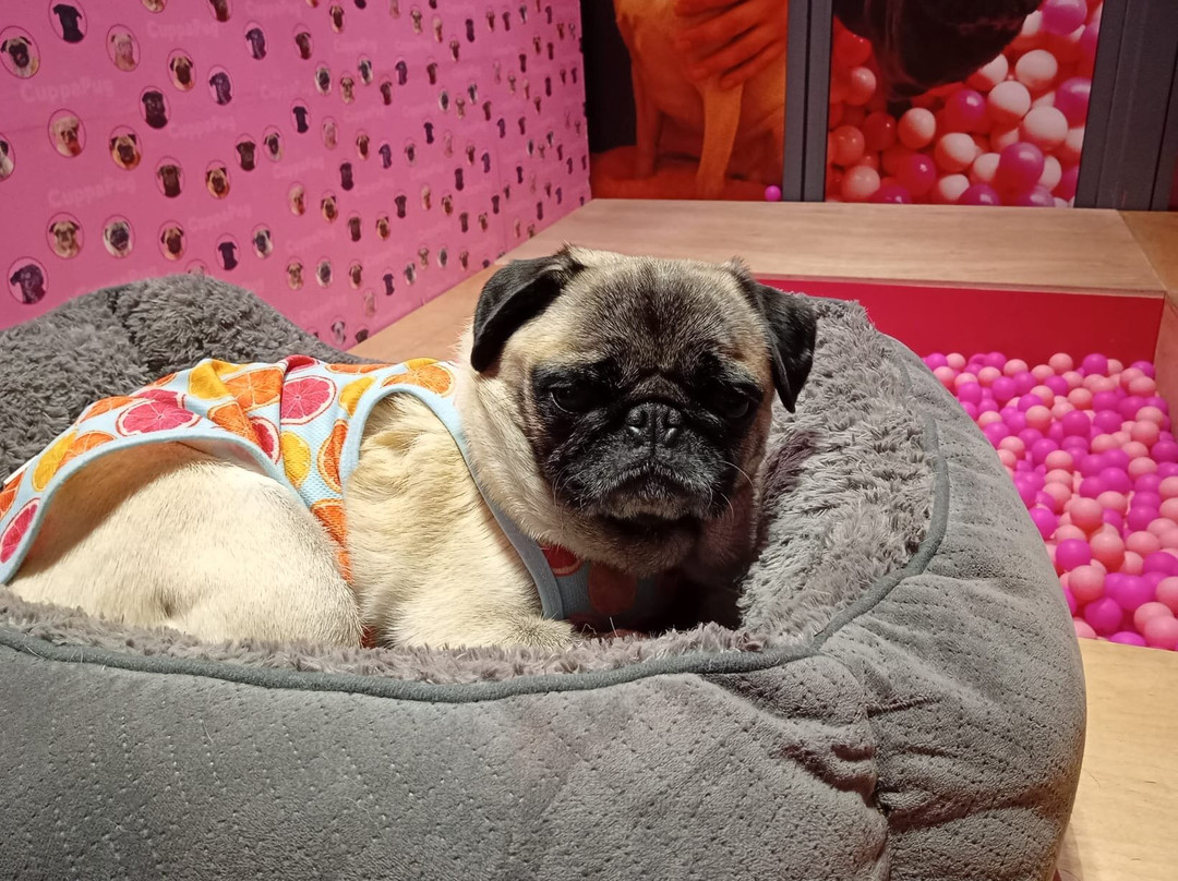 Cuppapug Manchester
