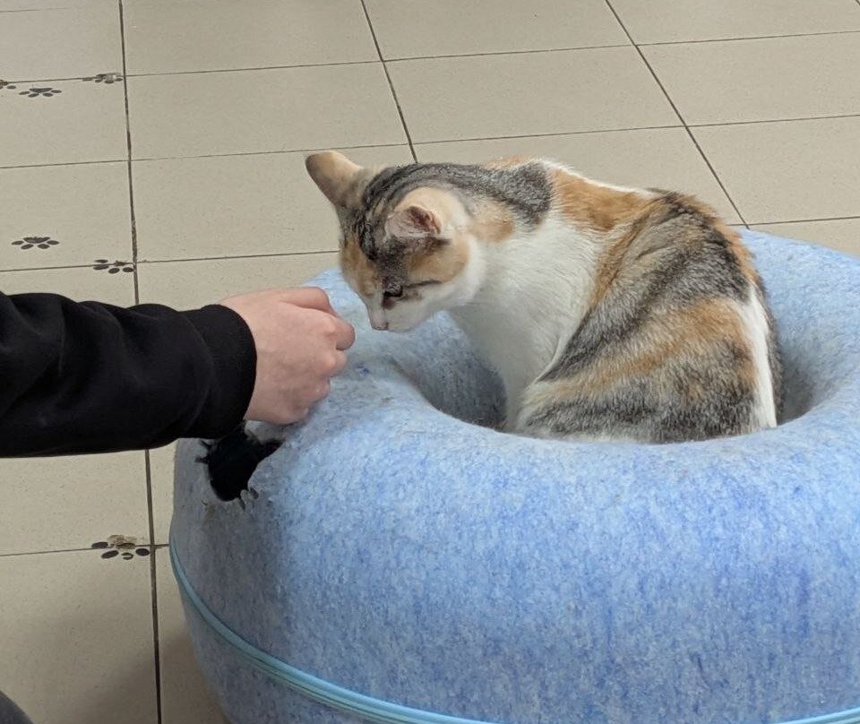 Murcello Cat Museum-Murom必去景点
