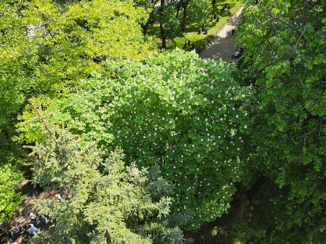 Gorky Central Park-明斯克必去景点