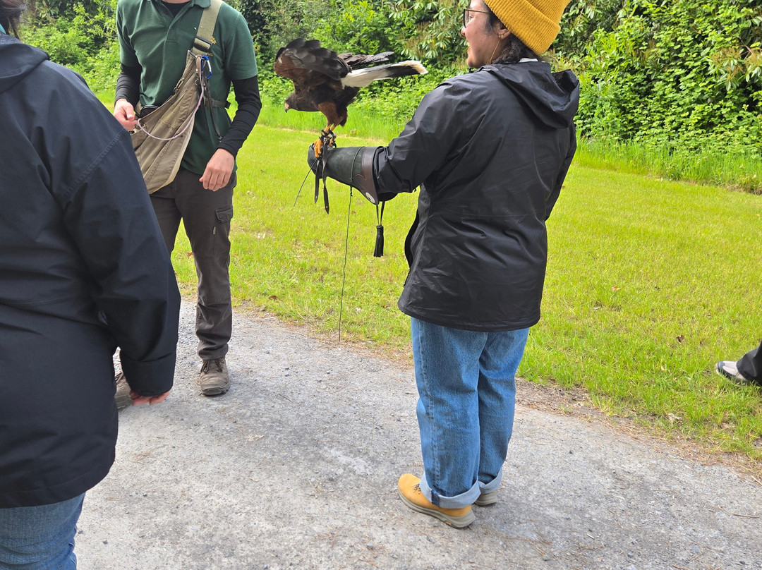 Ireland's School of Falconry-康镇必去景点