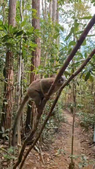 My Madagascar-安塔那那利佛必去景点