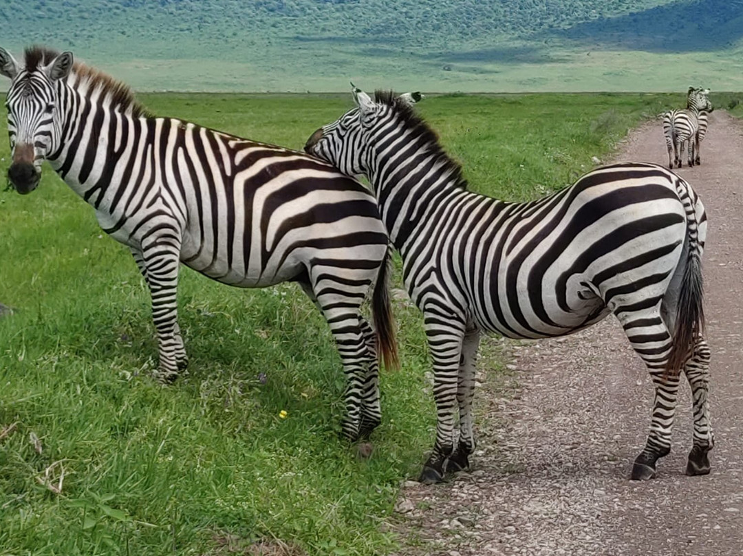 Tarangire National Park-塔兰吉雷国家公园必去景点