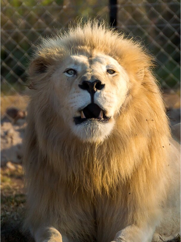 Cheetah Experience (ZA Cheetah Conservation)-贝拉贝拉必去景点