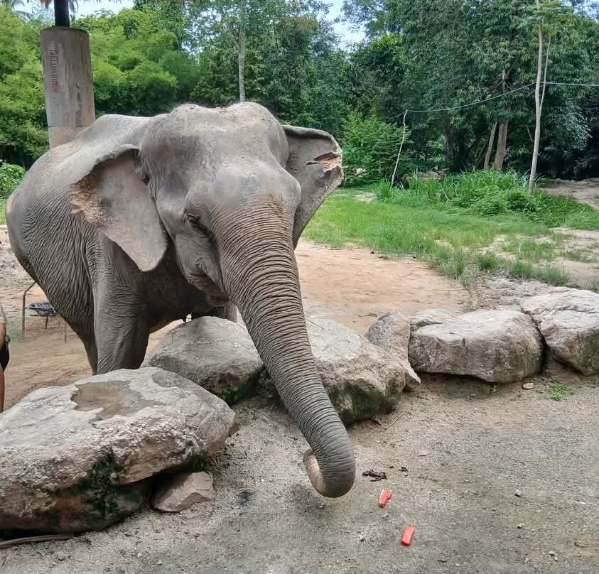 Phangan Elephant Sanctuary-帕岸岛必去景点