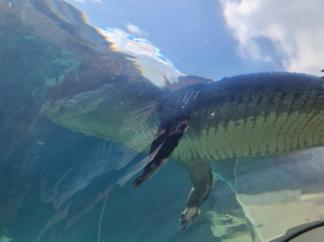 Crocosaurus Cove-达尔文市必去景点