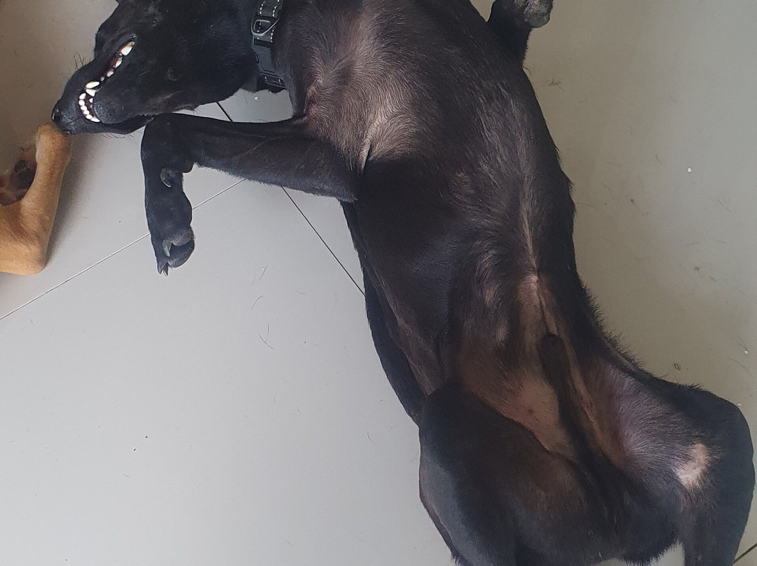 Moalboal Animal Welfare-莫阿尔博阿尔必去景点