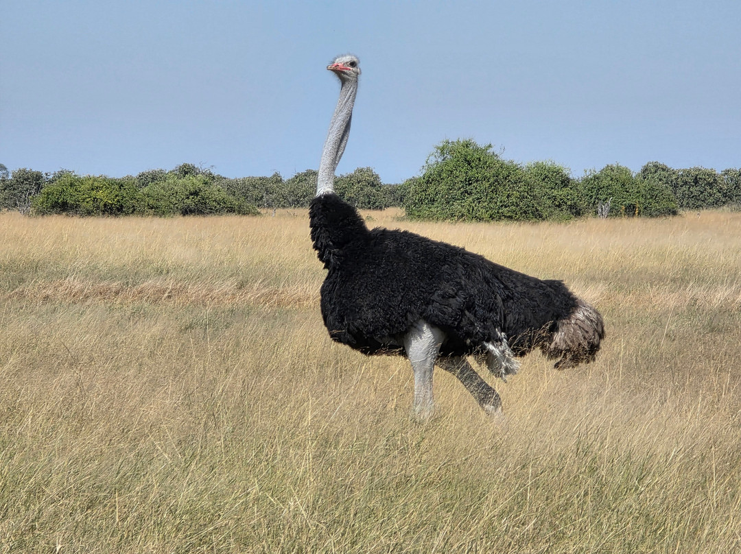 Savanna Safaris and Tours-马翁必去景点