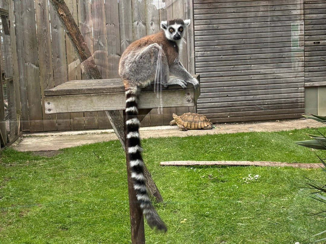 Messingham Zoo-Messingham必去景点