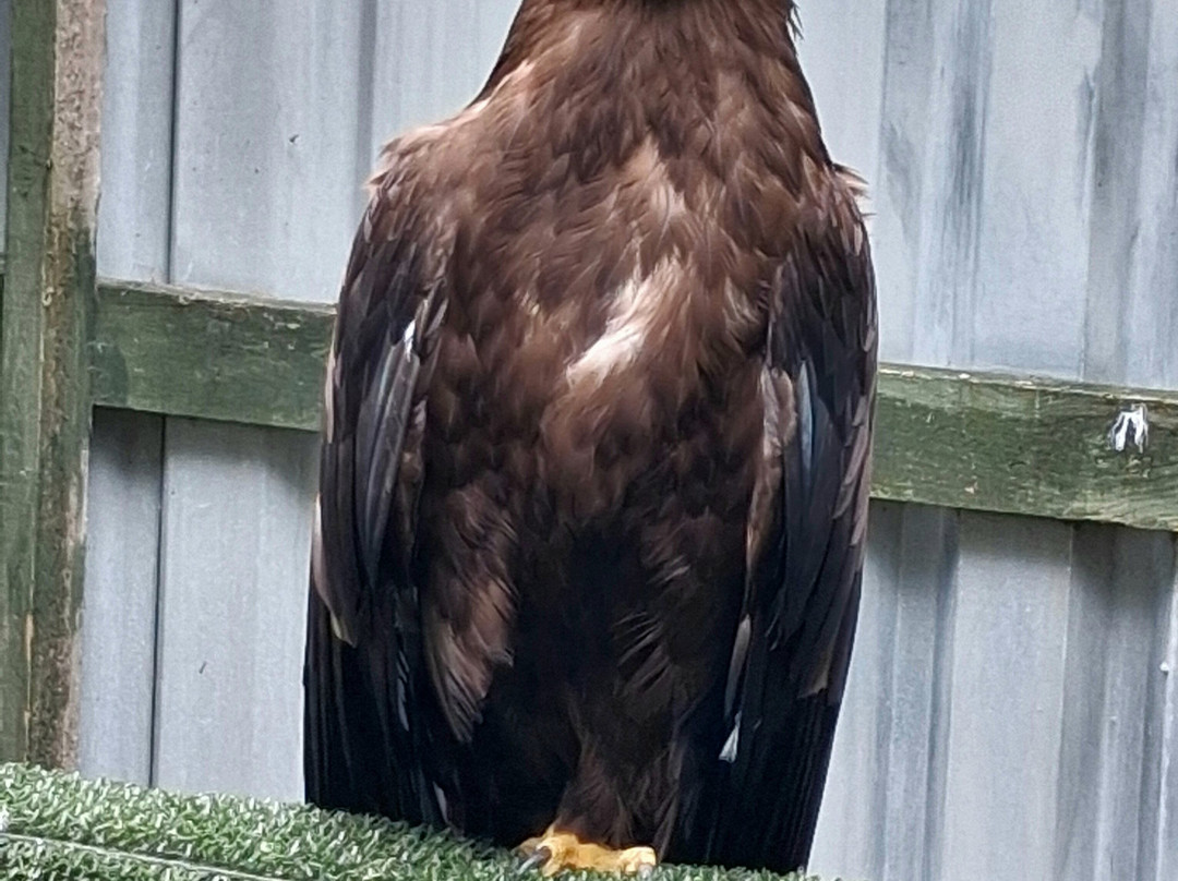 Falconry Days-赫克瑟姆必去景点