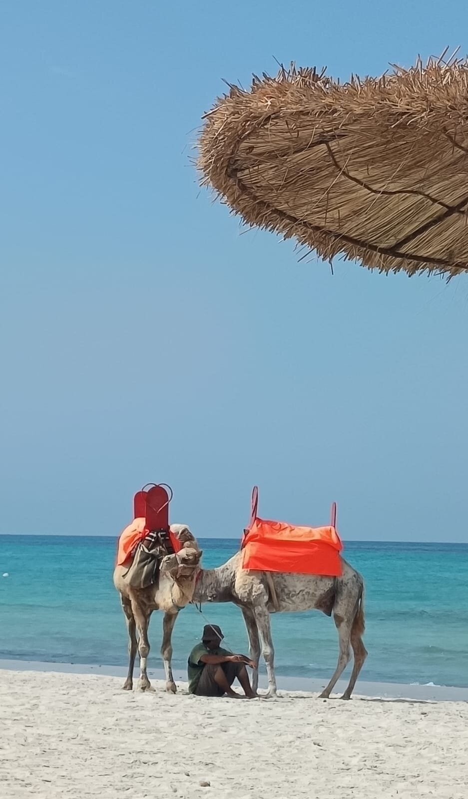吉尔巴岛图伊蔚蓝棕榈海滩宫殿酒店 - 限成人-旅行者