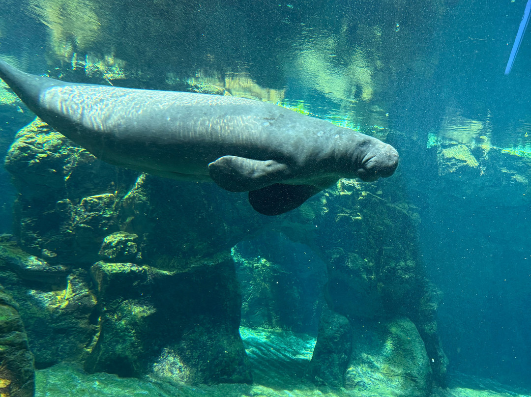 热那亚水族馆-热那亚必去景点