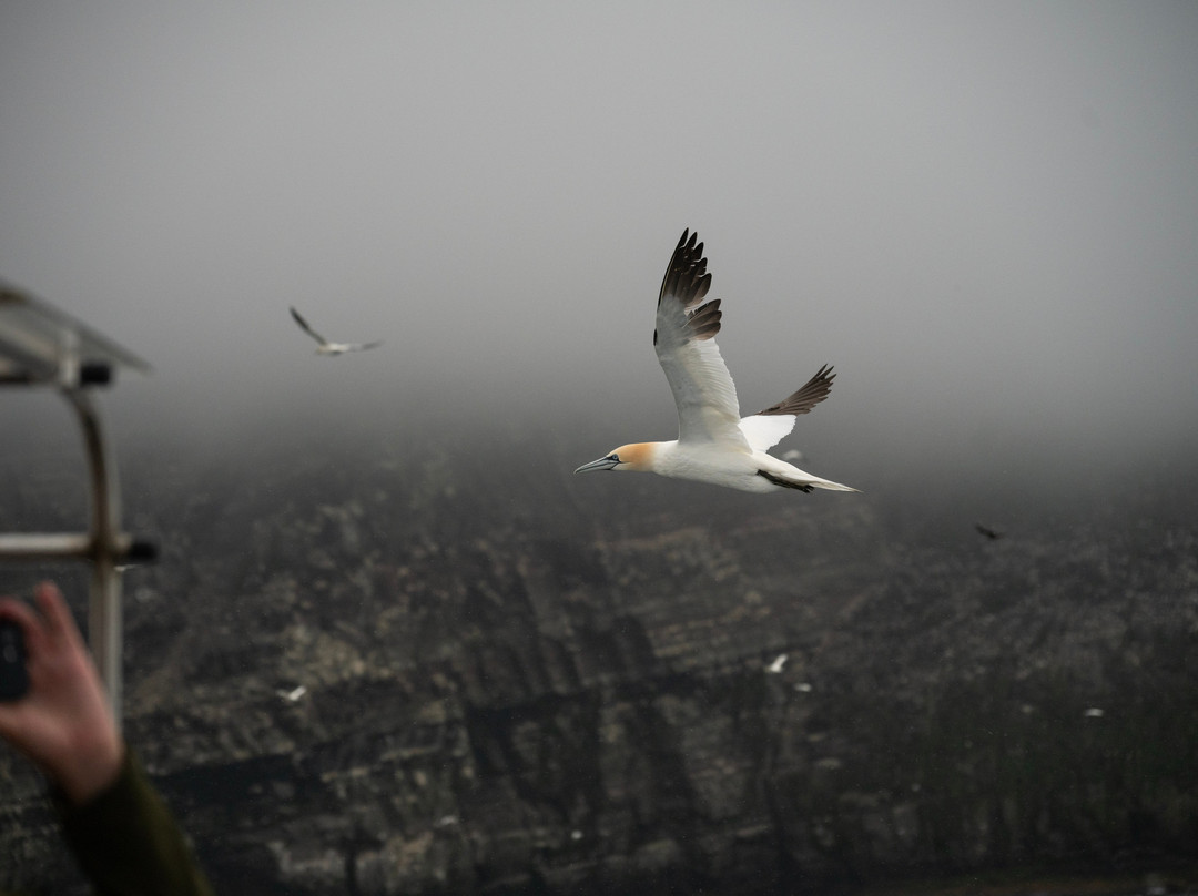 Seabirds and Seals - The Original Noss Boat Tours-Lerwick必去景点
