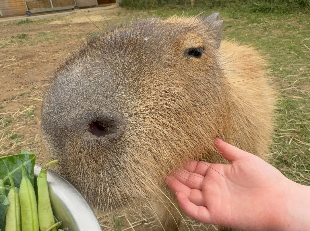 Bridlington Animal Park-布里德灵顿必去景点