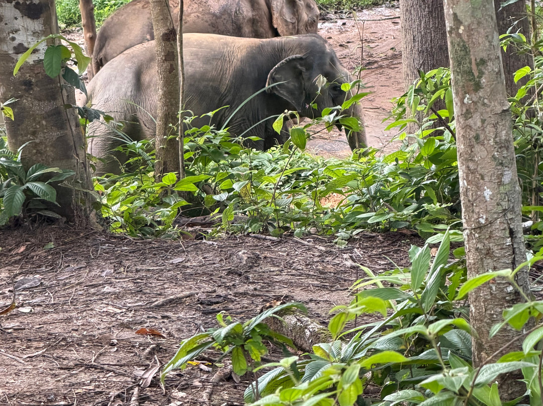 Phuket Elephant Sanctuary-普吉岛必去景点