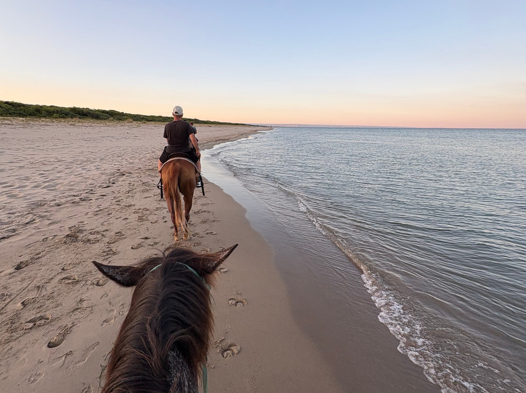 Family Horses 373-5361953-Marina di Ginosa必去景点