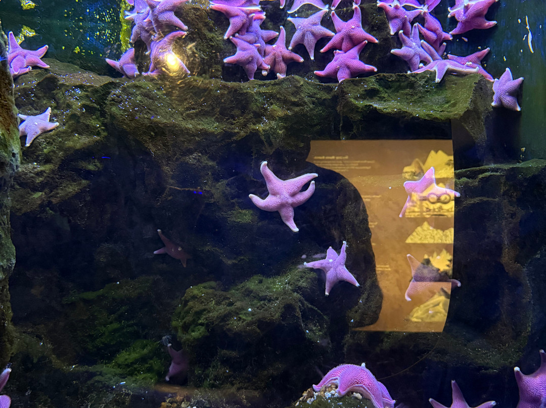 热那亚水族馆-热那亚必去景点