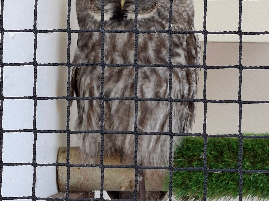 Eagle Heights Wildlife Foundation-Eynsford必去景点