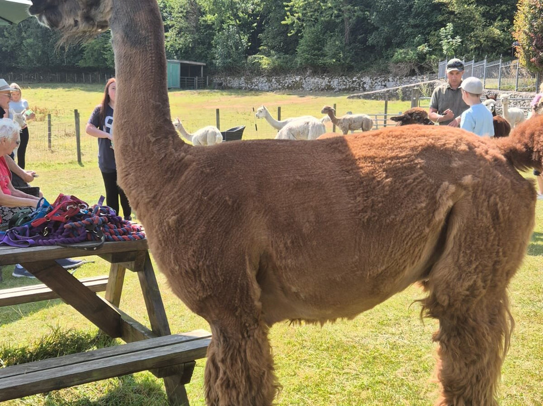 Bardsea Alpacas And Llamas-Bardsea必去景点