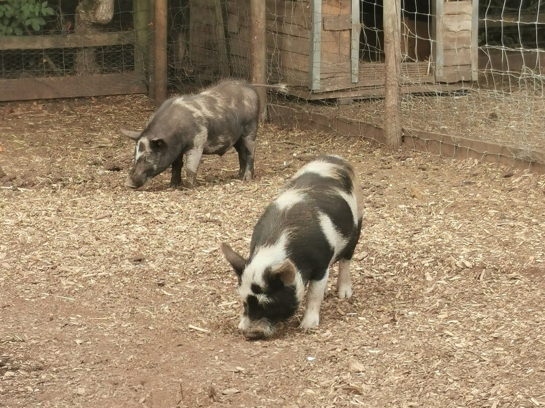 Kew Little Pigs Farm Ltd-Amersham必去景点