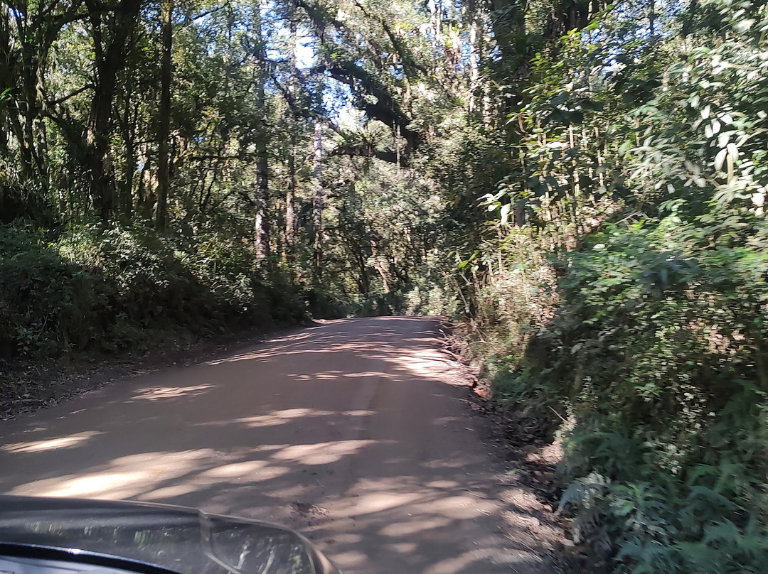 Araukaria Brazil - Monte Verde-蒙特贝尔德必去景点
