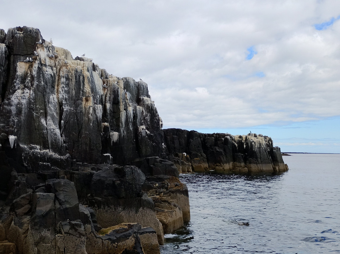 Serenity Farne Island Boat Tours-Seahouses必去景点