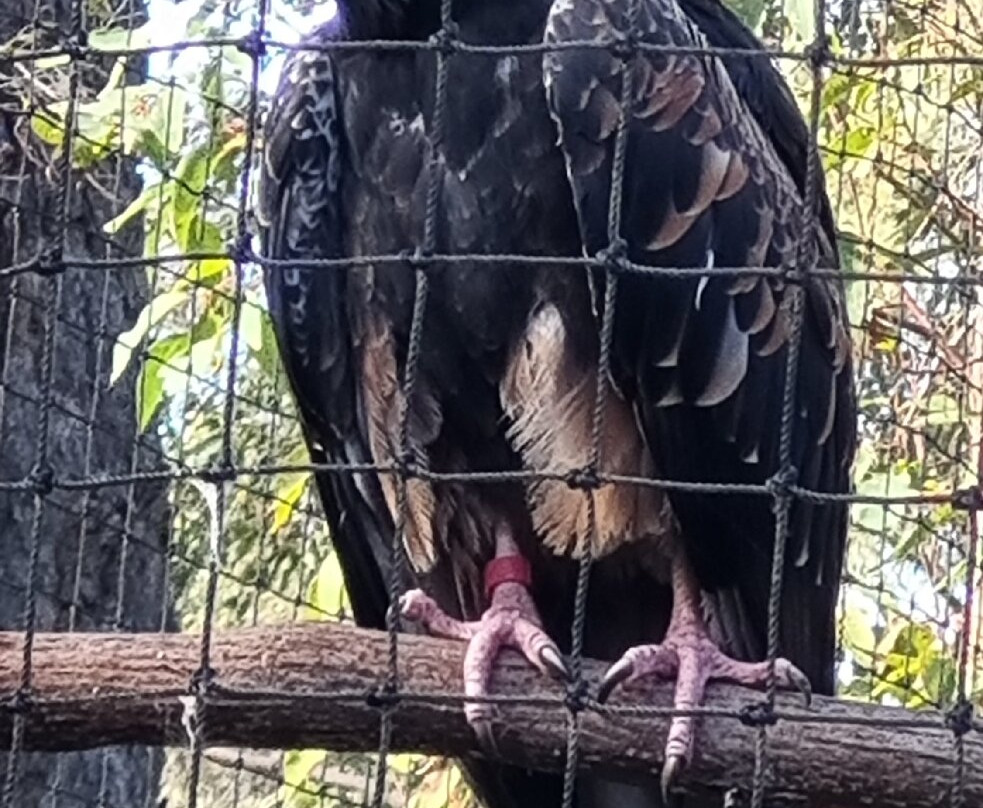 Capes Raptor Centre-玛格丽特河必去景点