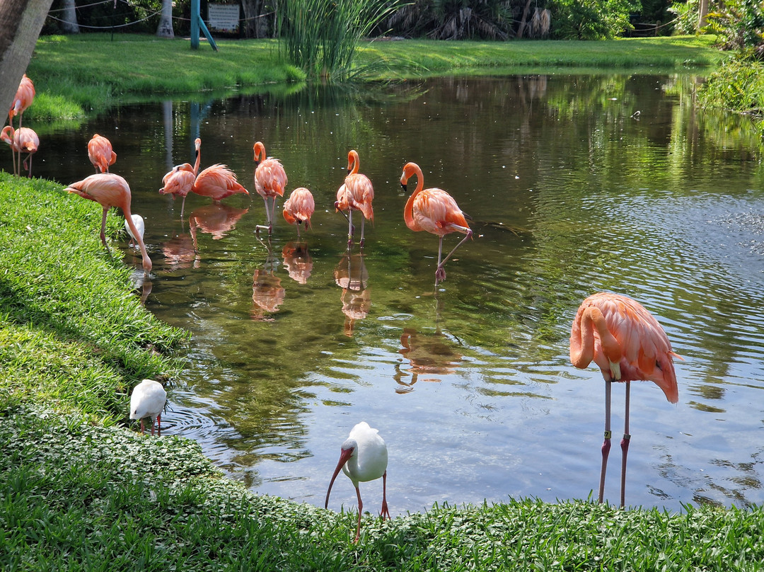 Sarasota Jungle Gardens-萨拉索塔必去景点