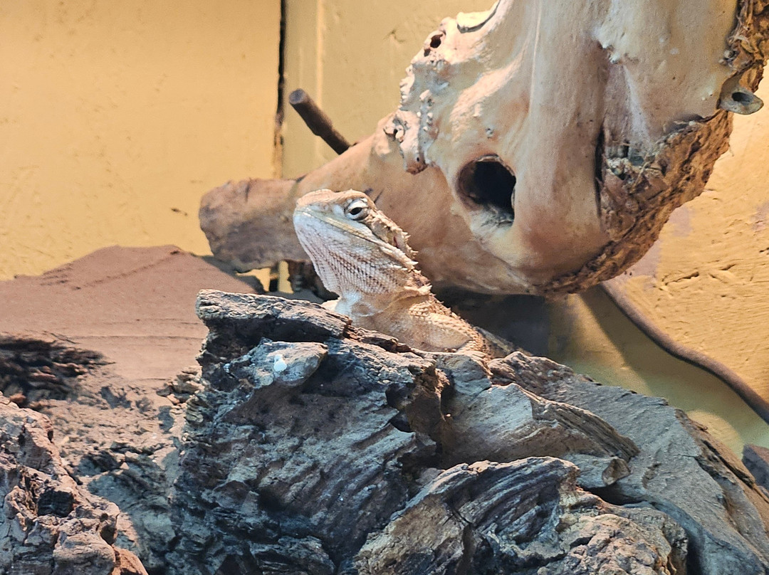Andy Howeys Birds of Prey Centre-特威德河畔贝里克必去景点