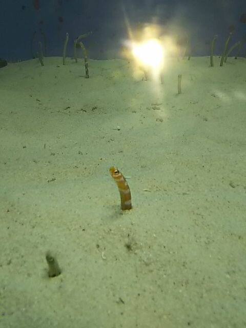 冲绳美之海水族馆-本部町必去景点