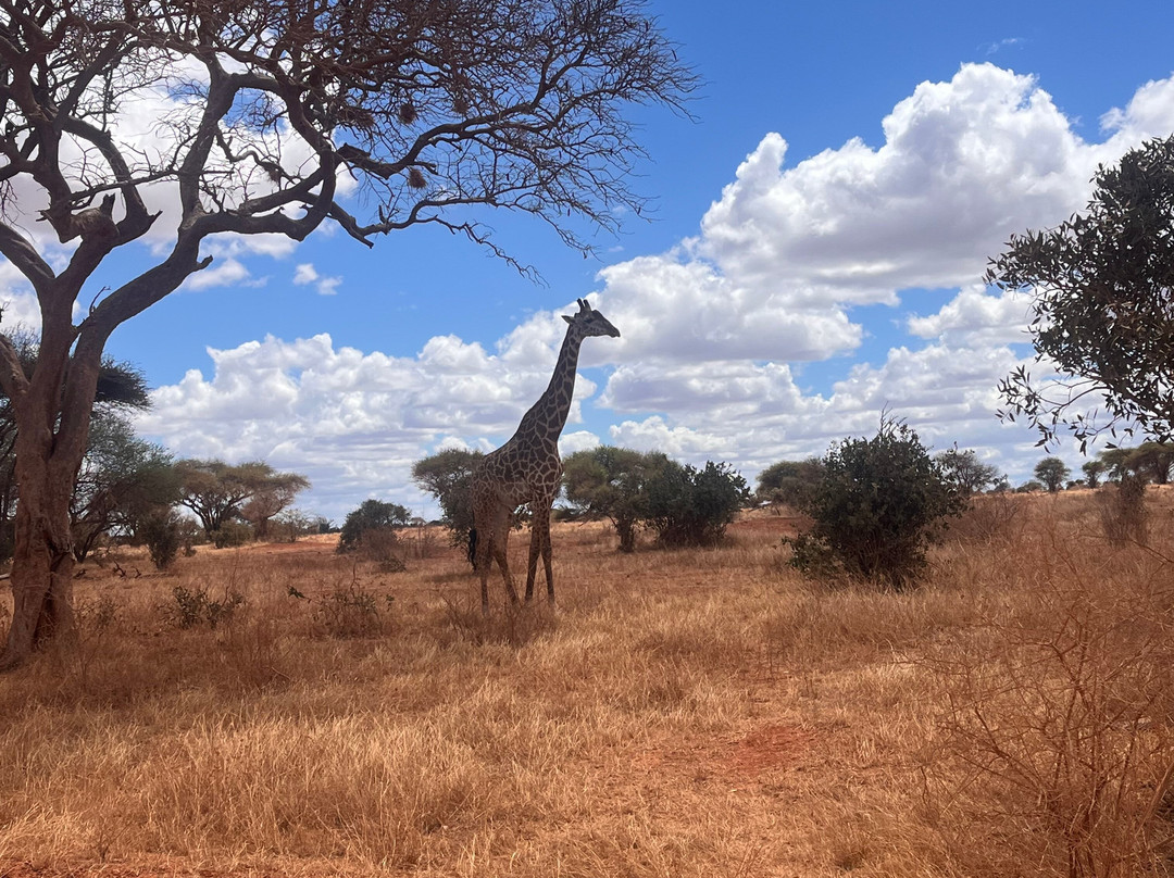 Tsavo Travel & Safaris-内罗毕必去景点