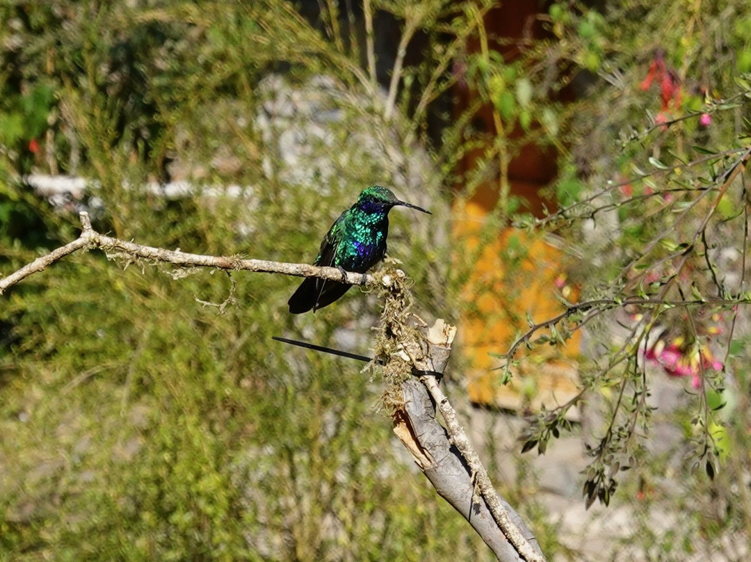 Santuario de colibríes - Ensifera Ensifera-乌鲁班巴必去景点