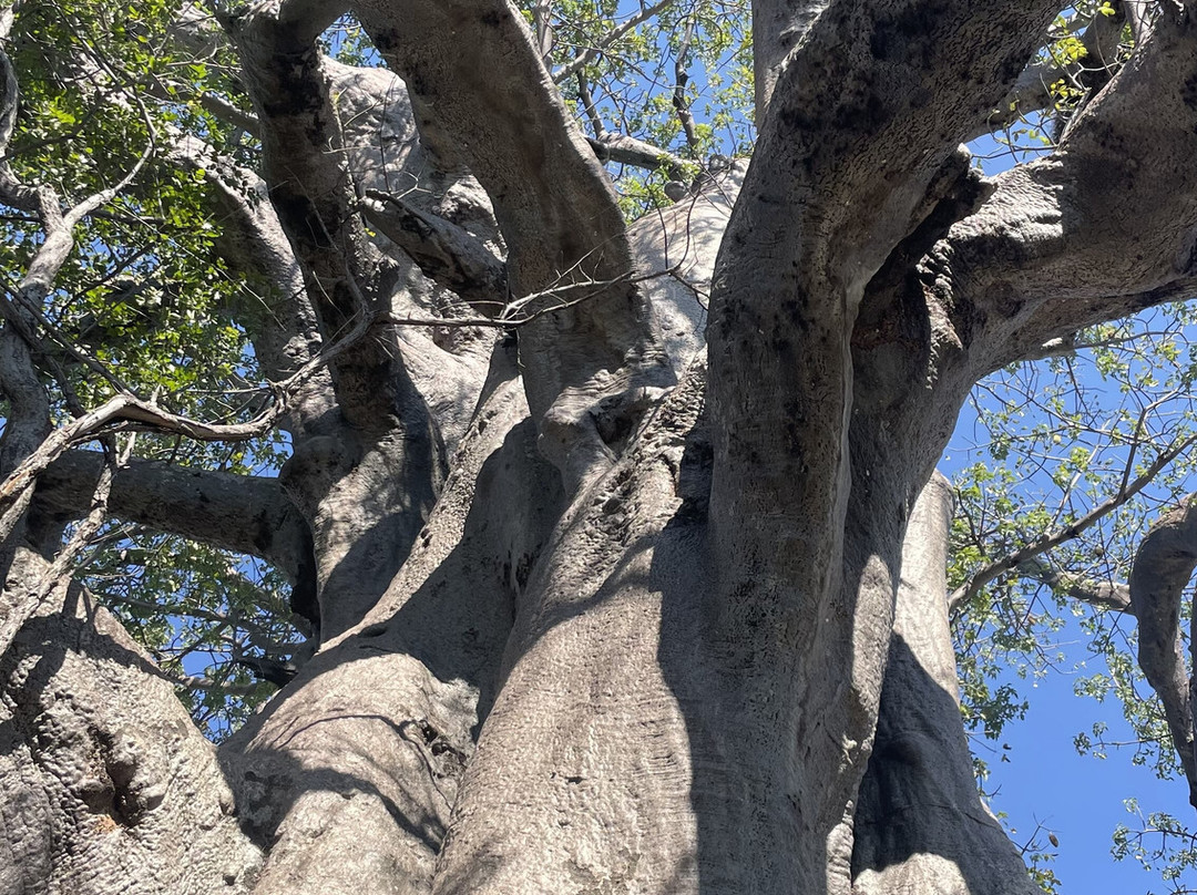 Planet Baobab-Gweta必去景点