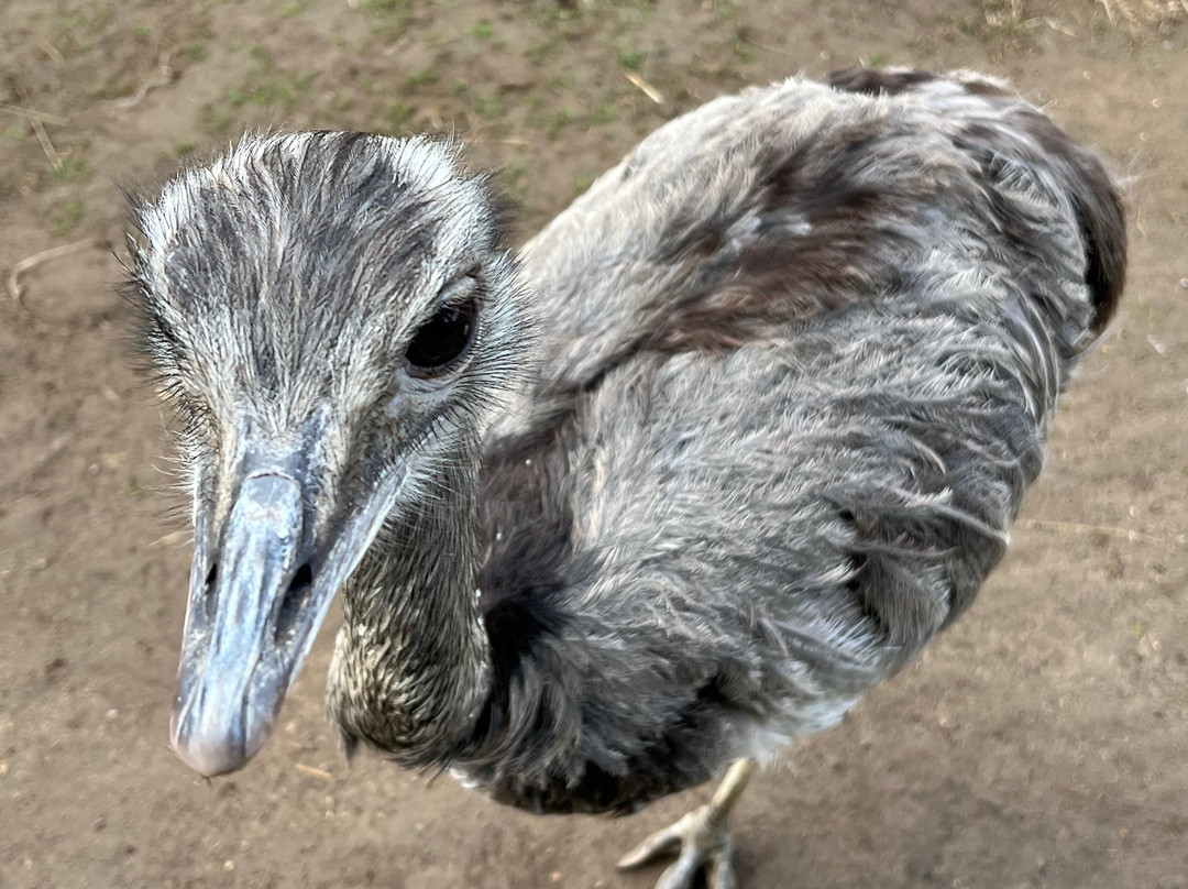 Pettitts Animal Adventure Park-Reedham必去景点