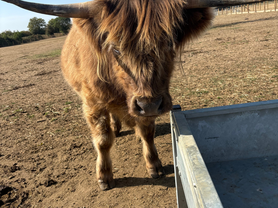 Highland Cow Cottage-剑桥必去景点