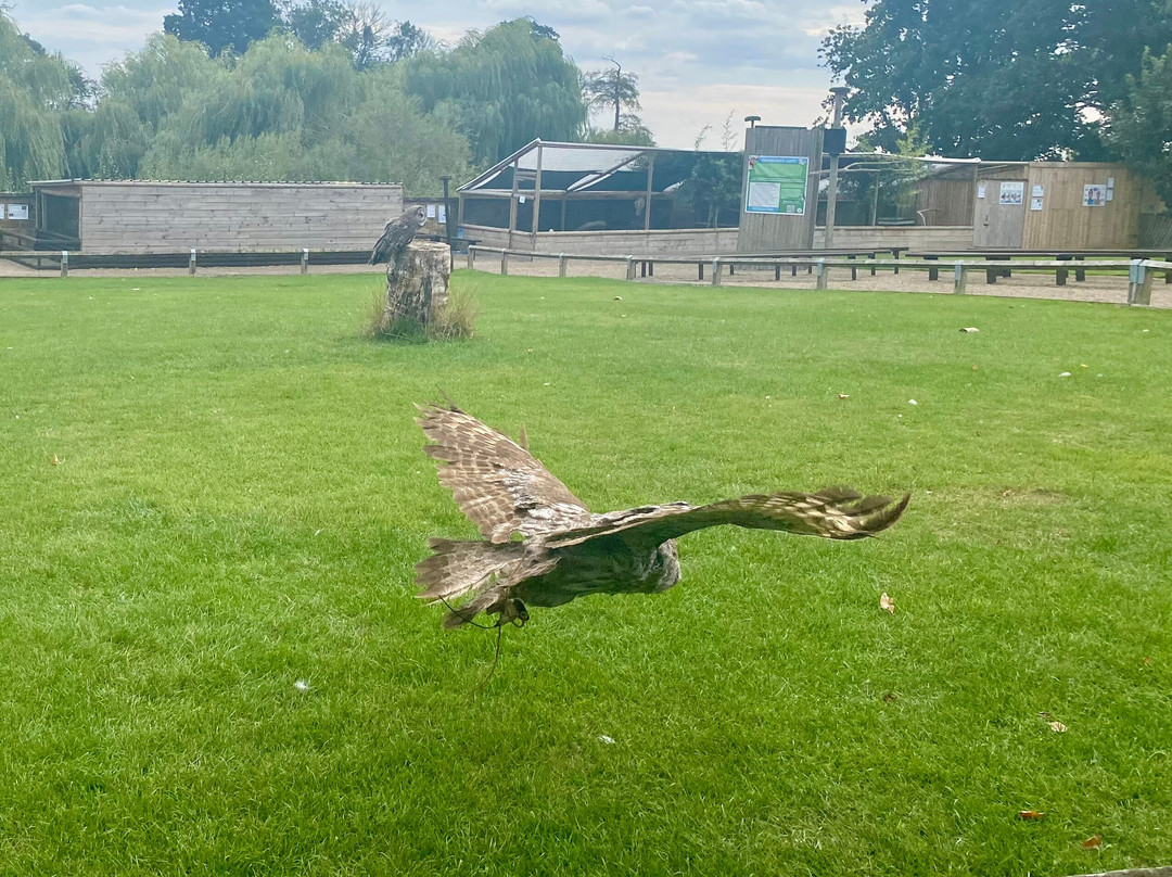 Thirsk Birds Of Prey Centre-瑟斯克必去景点